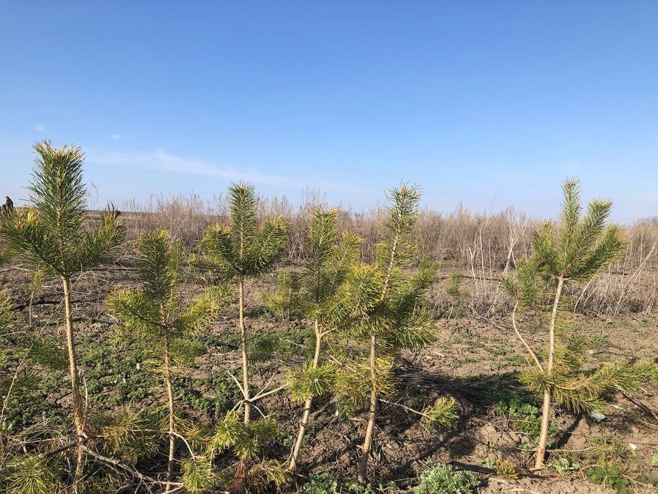 Продам саженцы сосны