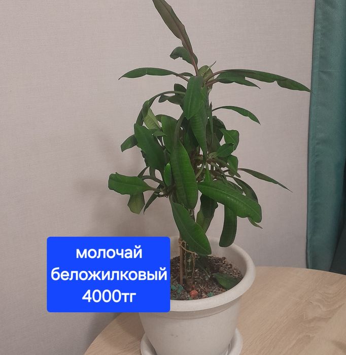 Комнатные растения, цветы