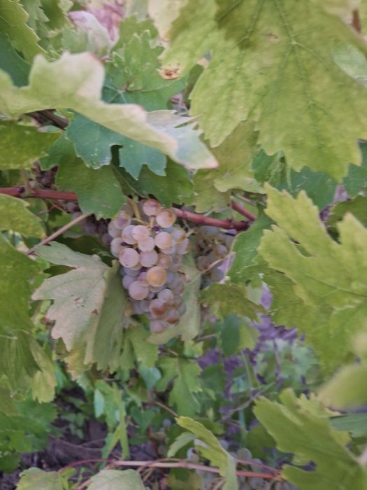 Vând struguri pentru vin