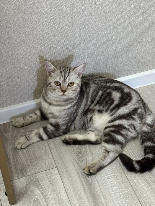 Британский прямоухий котик