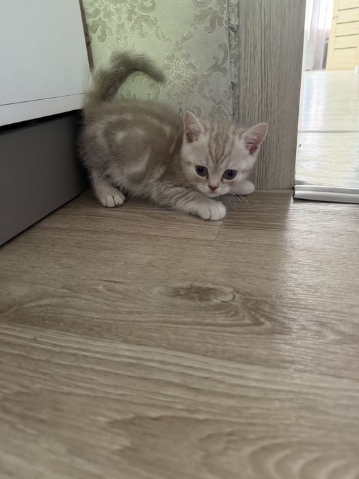 Продам красивых котят