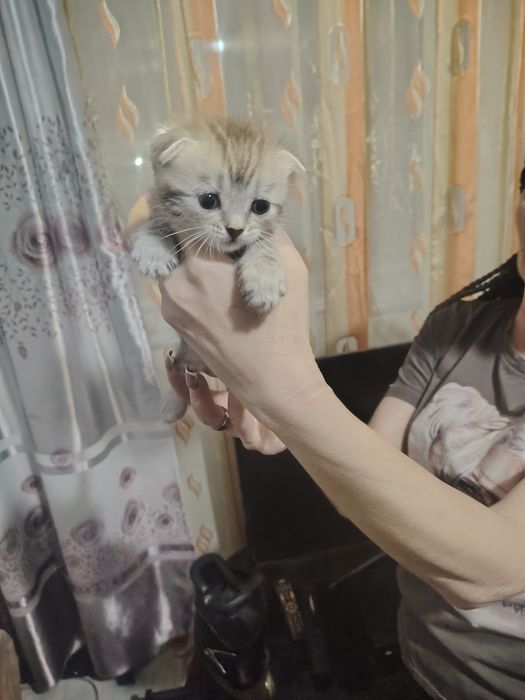 Британские малыши