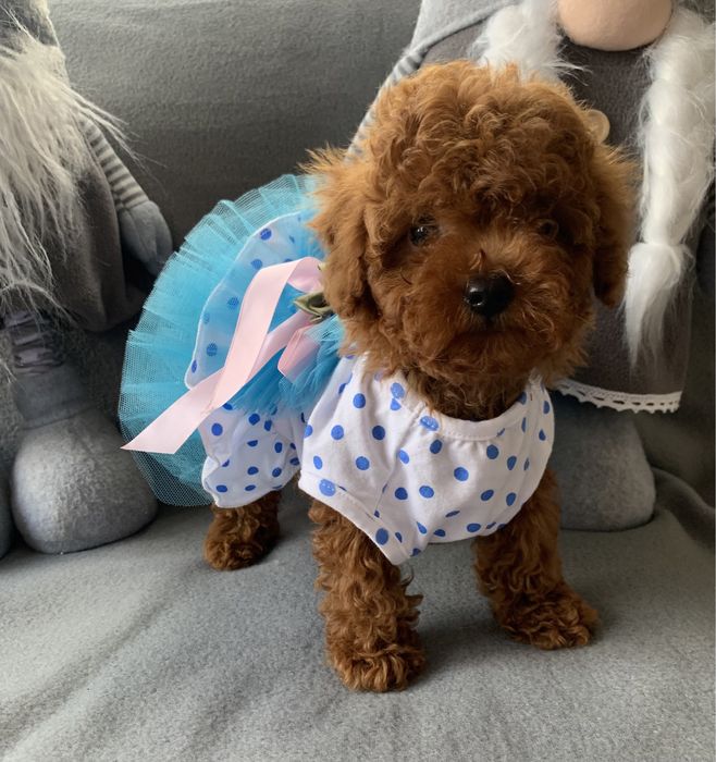 Пудел той пудел тийкъп с родословие Poodle toy red