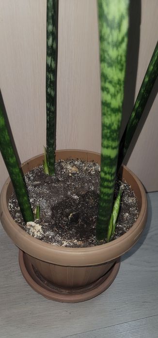 Сансевиерия  в горшке
