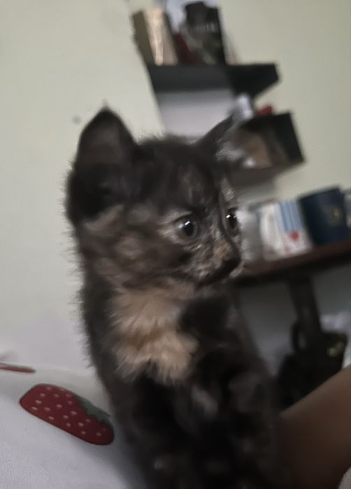 Отдам котят бесплатно