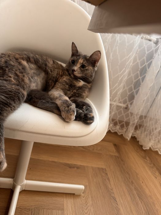 Кошечка, котенок