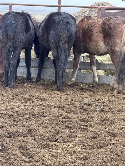 Тай құнандар сатылады!