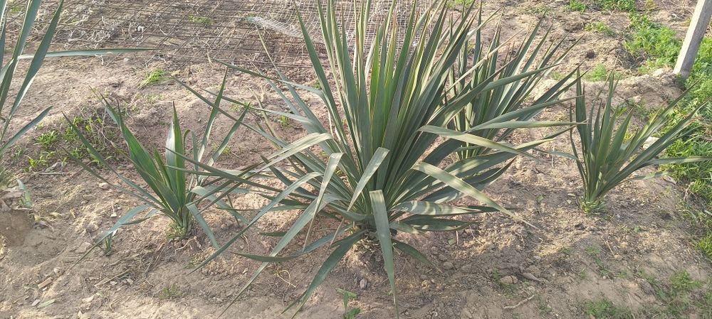 Продам  Юкку, плодовые деревья .