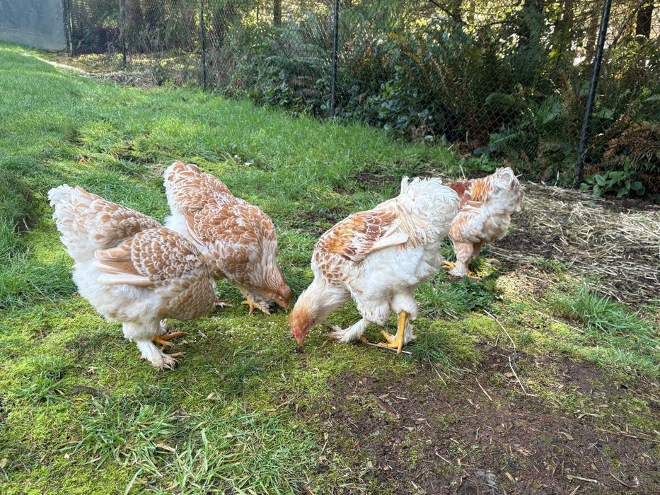 брама белое золото Brama bely zolita