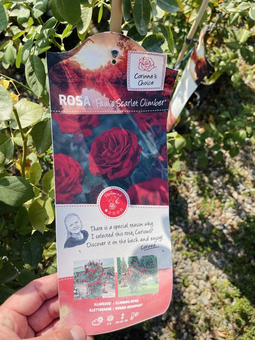 Розы вьющиеся в продаже