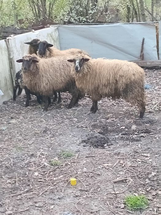 Vând patru oi tinere