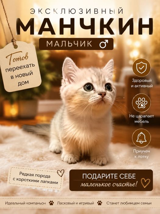 Продается премиум манчкин