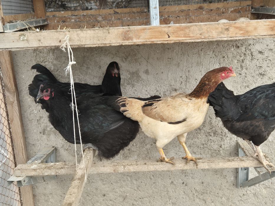 Таукытар курица сатылады