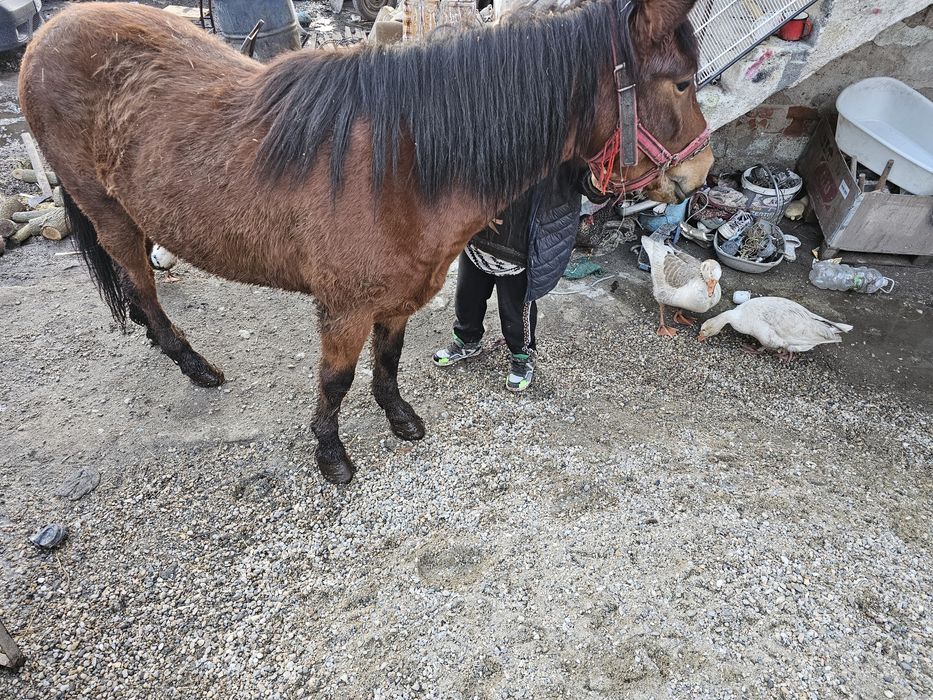 Vand cal castrat 4 ani