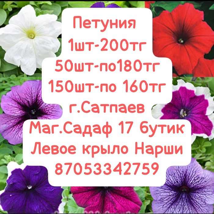 Рассада петуния, бархатцы