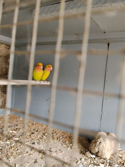 Nerzluchniki sotiladi