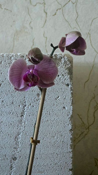 Орхидея -Фаленопсис