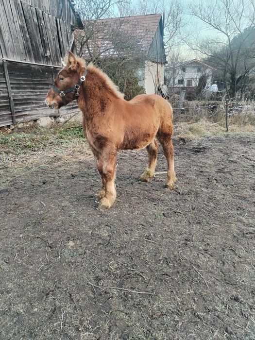 Vând iapă cu mânz!