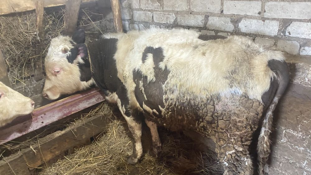 Продам на откорме