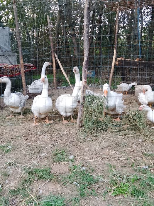 Vand gaste din 2025 august.