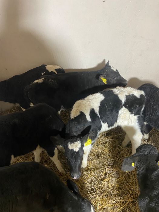 Продам телят бычки породы голштин
