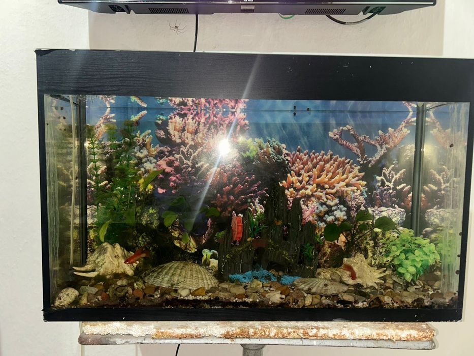 Аквариум с рыбками