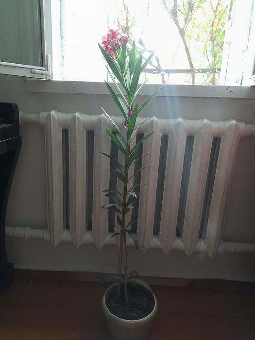 Комнатные цветы.