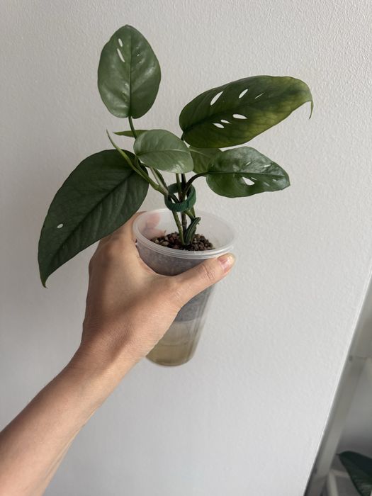 Эпипремнум себу блю