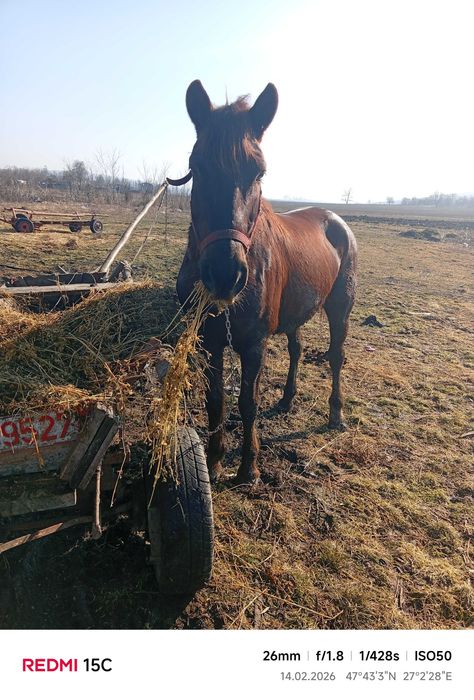 Cal de 9 ani căstrat