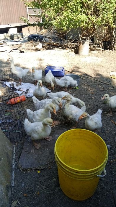 Гусята продам гусята