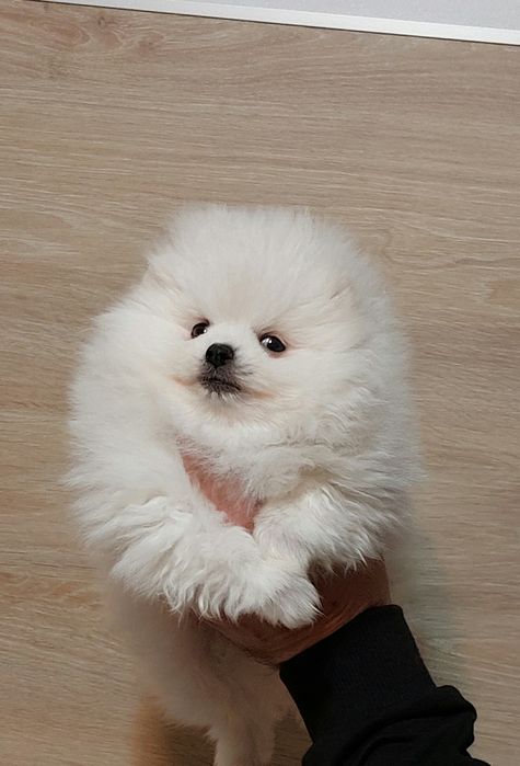 Pomeranian pui femelă, talie mică