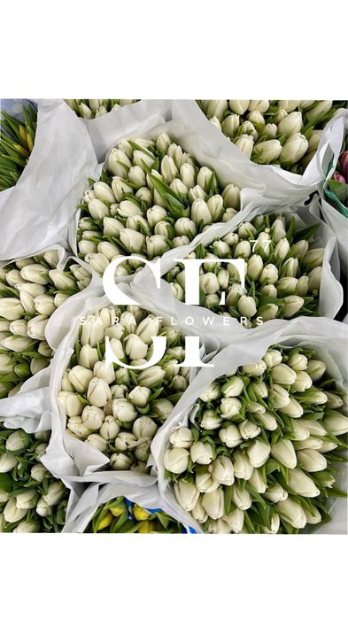 Оптовая продажа тюльпанов