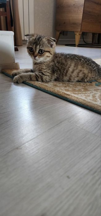 Шиншила кошка продам