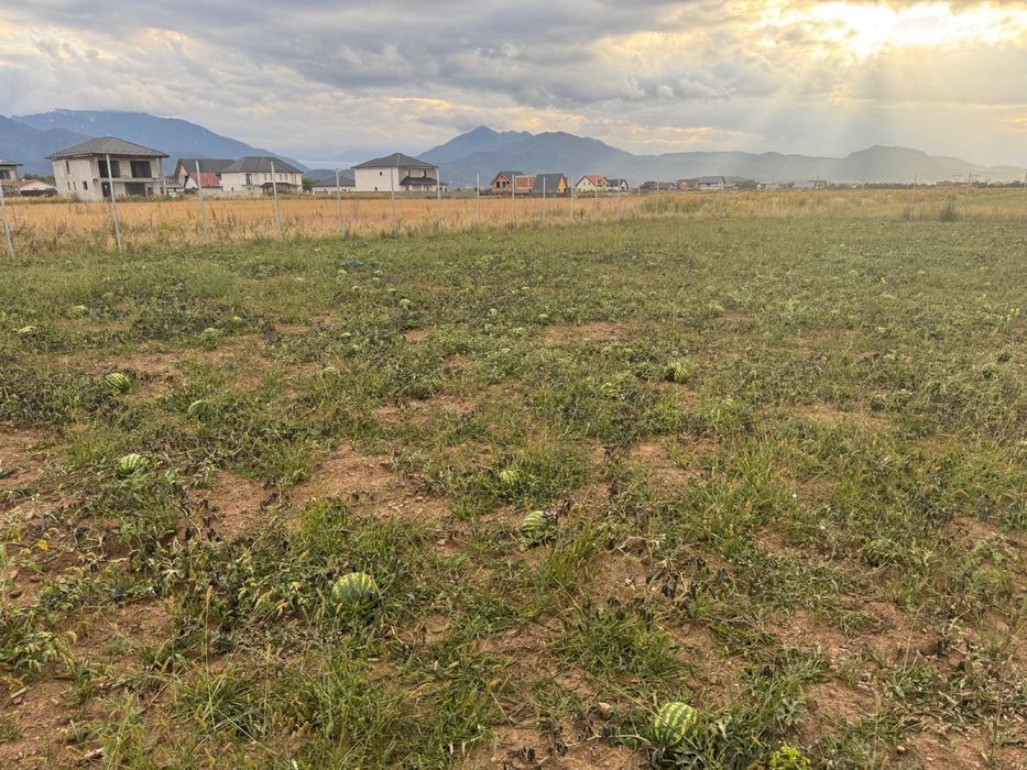 Vand pepene verde pentru murat