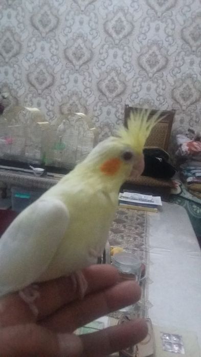 Домашние попугаи