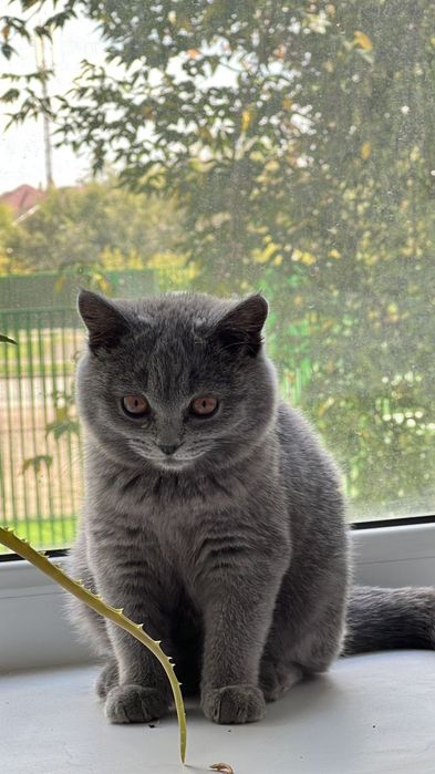 Ищем мальчика для вязки