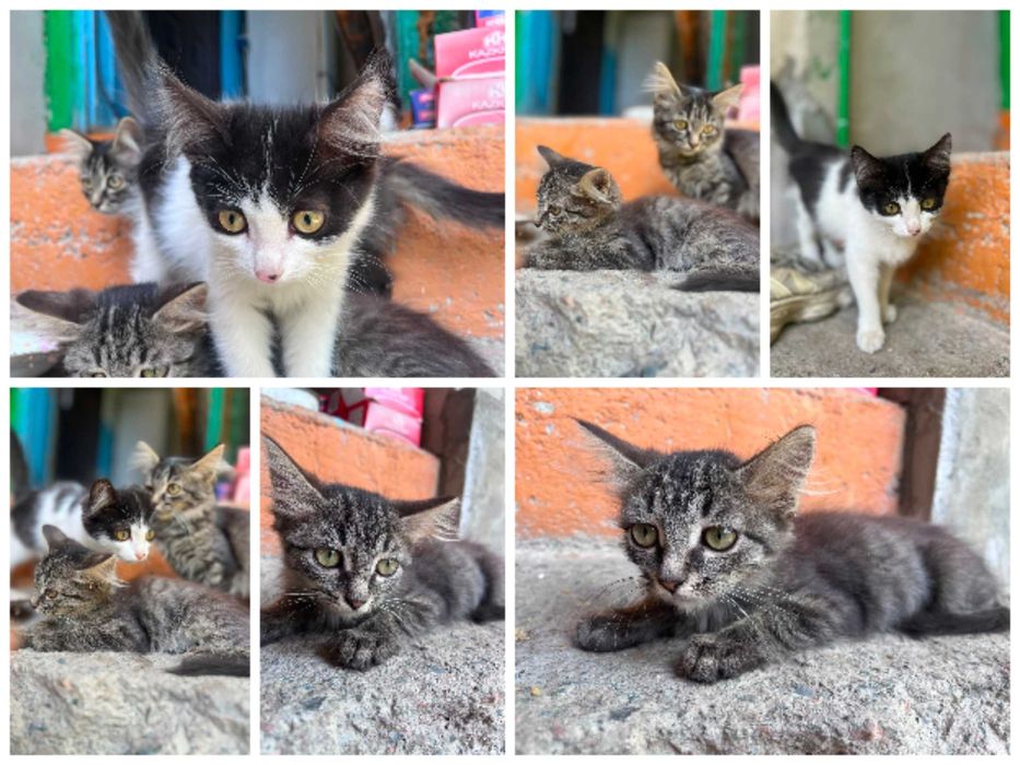 Отдам котят в заботливые руки .