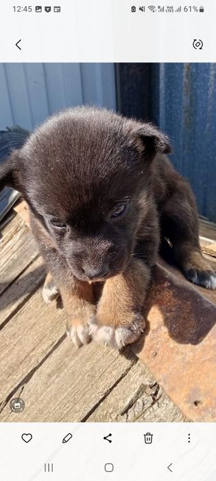 Отдам щеночка в добрые руки