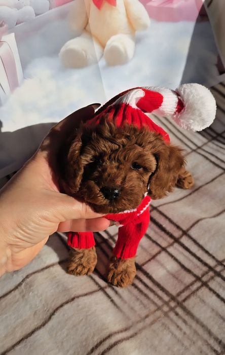 !РЕЗЕРВИРАНО!Пудел мини с родословие - 5 поколения назад