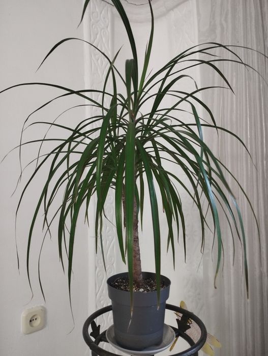 Доллар гули,тамыры таза