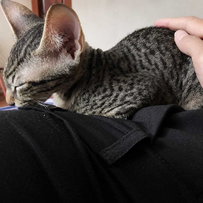 Кот,  приучен к лотку