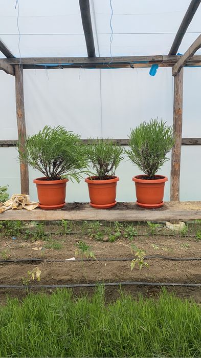 Plante si butasi Lavanda.