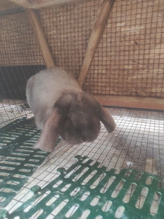 Французский баран,самец