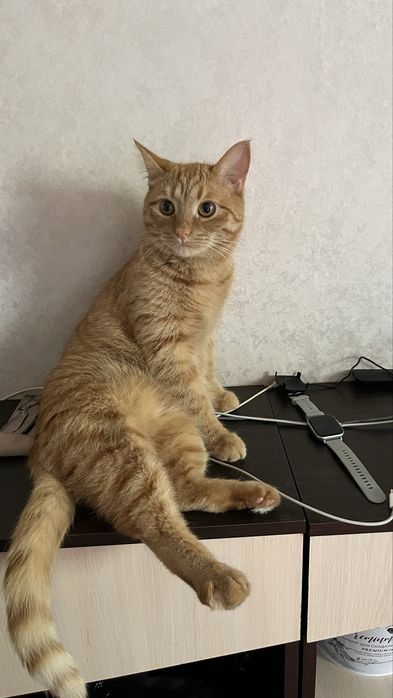 Отдам котов в добрые руки
