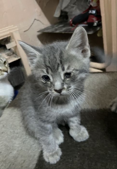 Отдам даром 3 мальчик 2 девочек