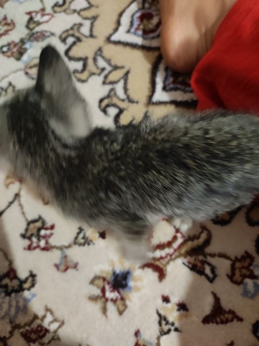 Домашняя кошкааа