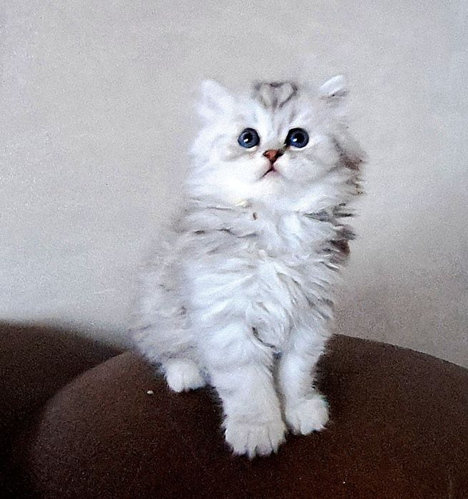 Шотландские шиншиловые котята