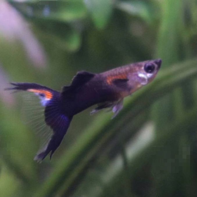 Аквариумные рыбки ГУППИ