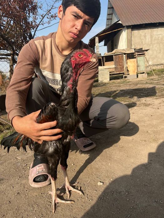 Петууххххххххххх