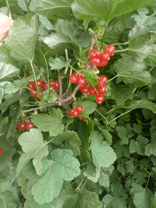 Саженцы красной смородины